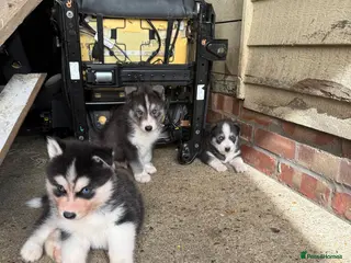 Siberian Husky dogs Puppies ready to go - Advert 2
