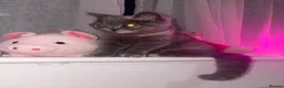 British Shorthair cats for sale: 💕two stunning blue girls 💕 - Advert 13