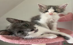 British Longhair cats for sale: 2 male gray and white kittens 14weeks - Image 1