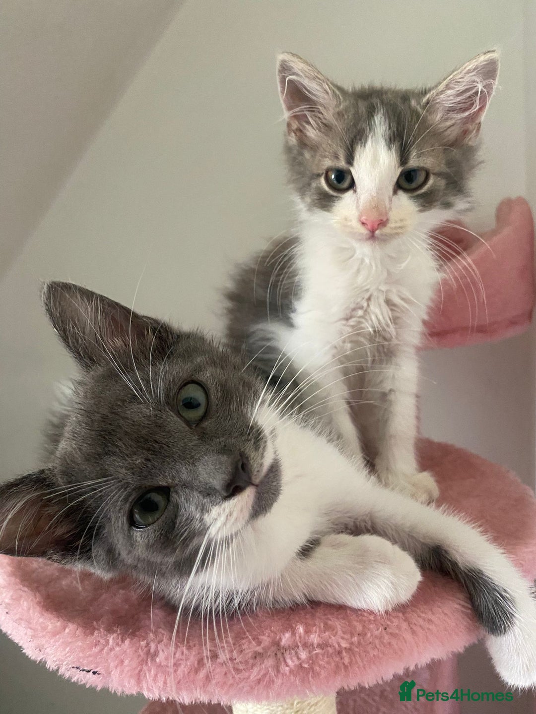 British Longhair cats for sale: 2 male gray and white kittens 14weeks - Image 1