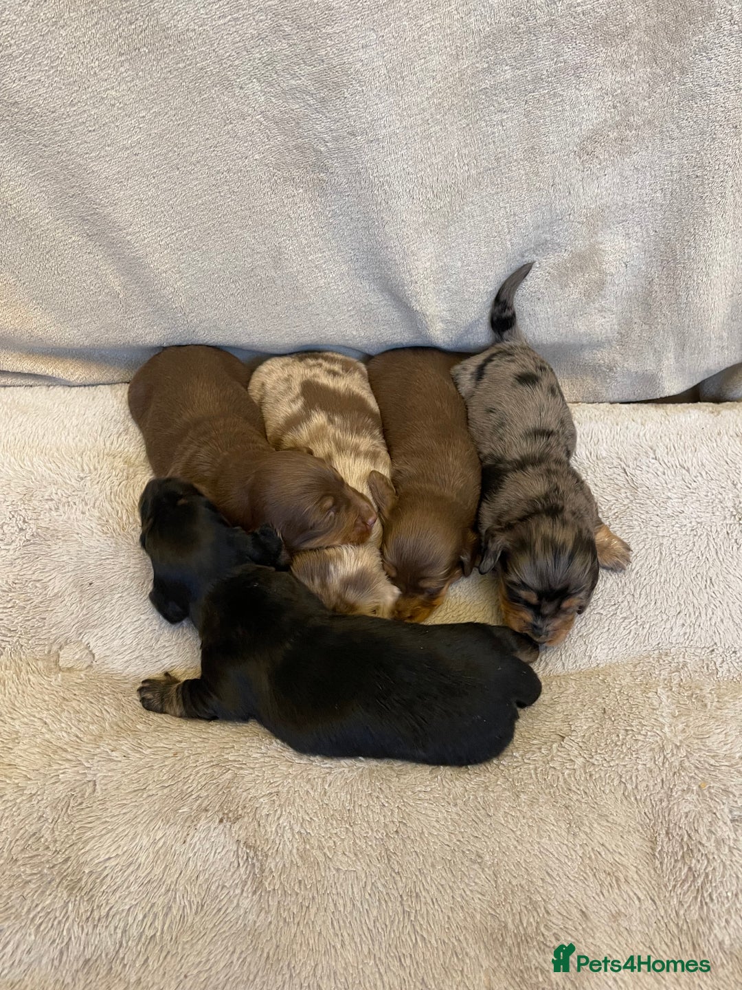 Dachshund dogs for sale: Stunning Standard long haired Dachhound  - Advert 5