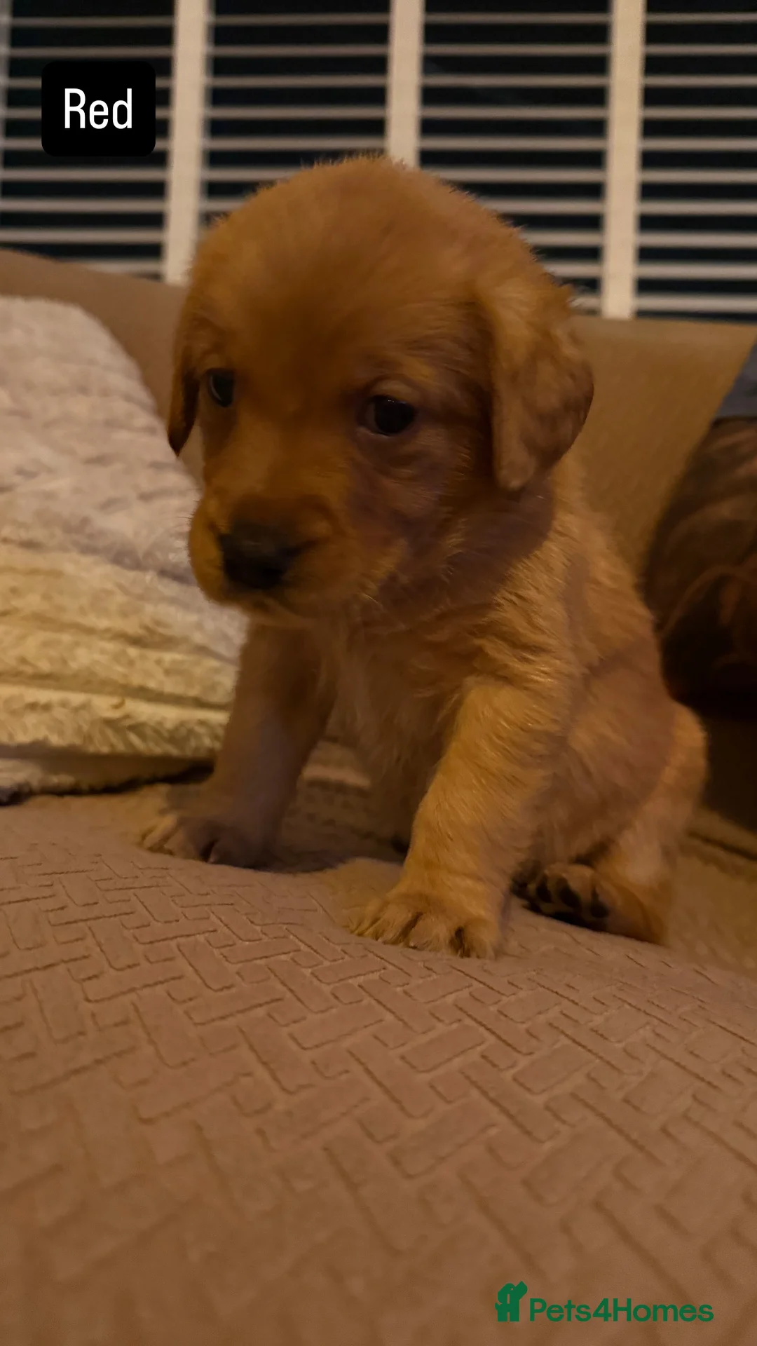 Goldador dogs for sale: Goldador Puppies  - Advert 10