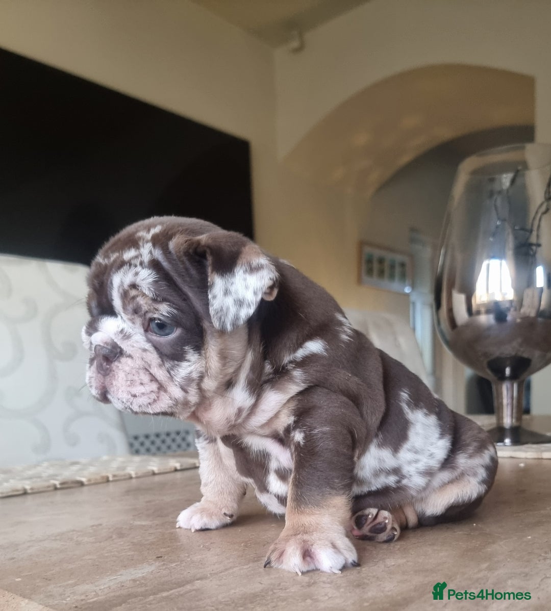English Bulldog dogs for sale: Beautiful bulldog puppies - Advert 4