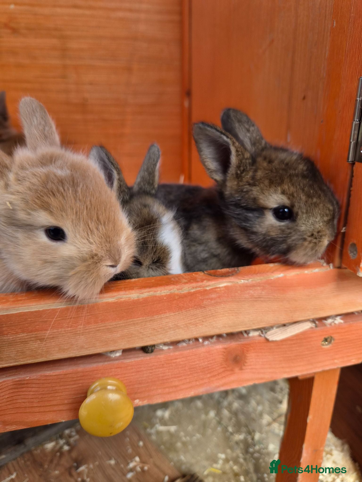Mini Lion Lop rabbits Beautiful mini lops - Advert 3