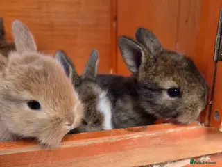 Mini Lion Lop rabbits Beautiful mini lops - Advert 3