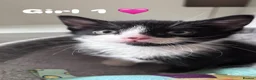 Mixed Breed cats for sale: 3 black and white kittens 🩷 - Advert 3