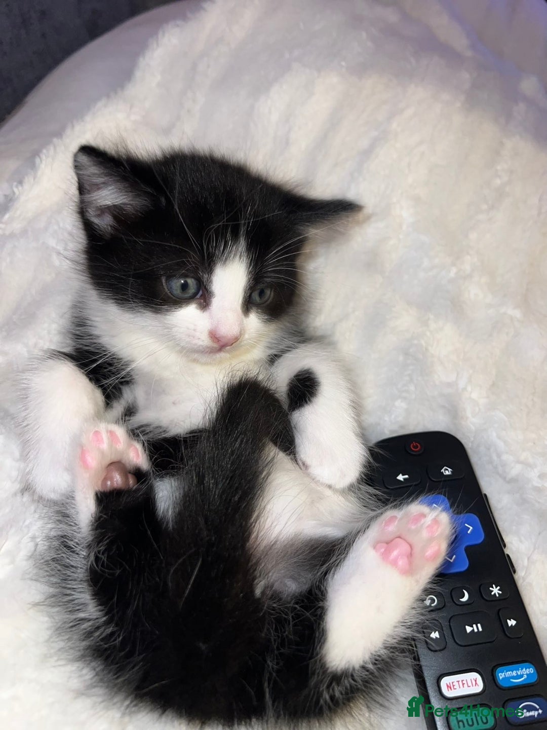 Mixed Breed cats for sale: Beautiful kittens ❤️ - Advert 14