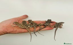 Bearded Dragon reptiles for sale: Baby bearded dragons  - Image 5