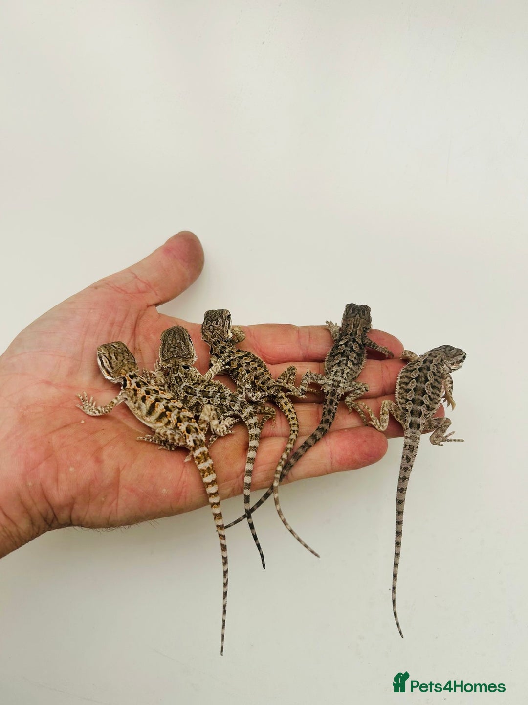 Bearded Dragon reptiles for sale: Baby bearded dragons  - Image 5