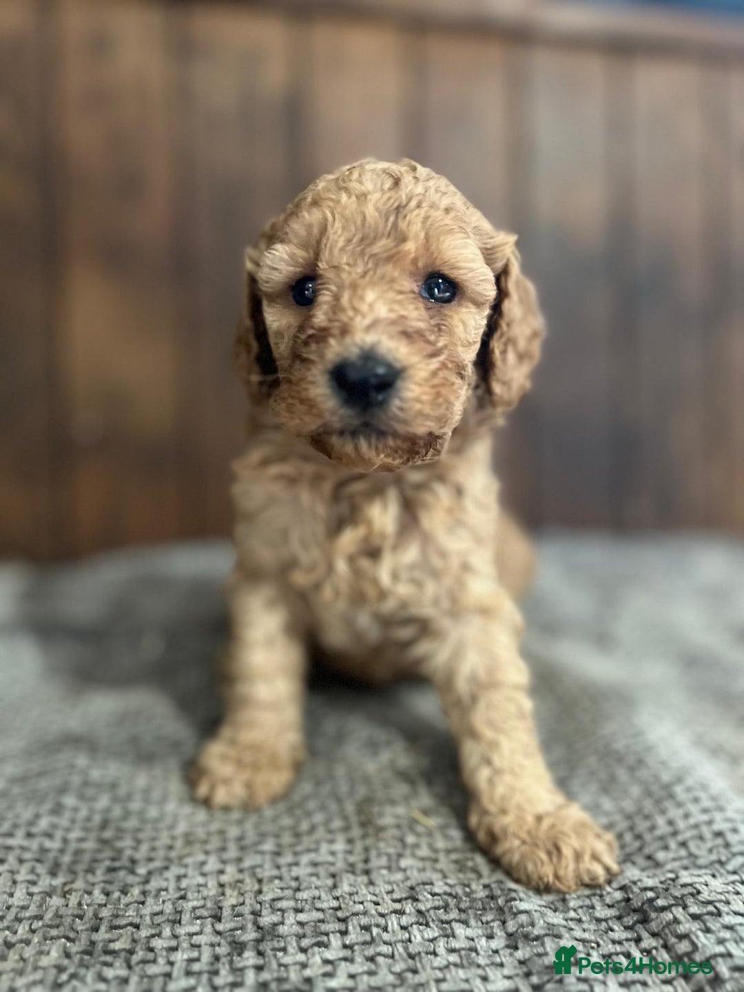 Miniature Poodle dogs for sale: REDUCED Mini poodle pups - Image 14