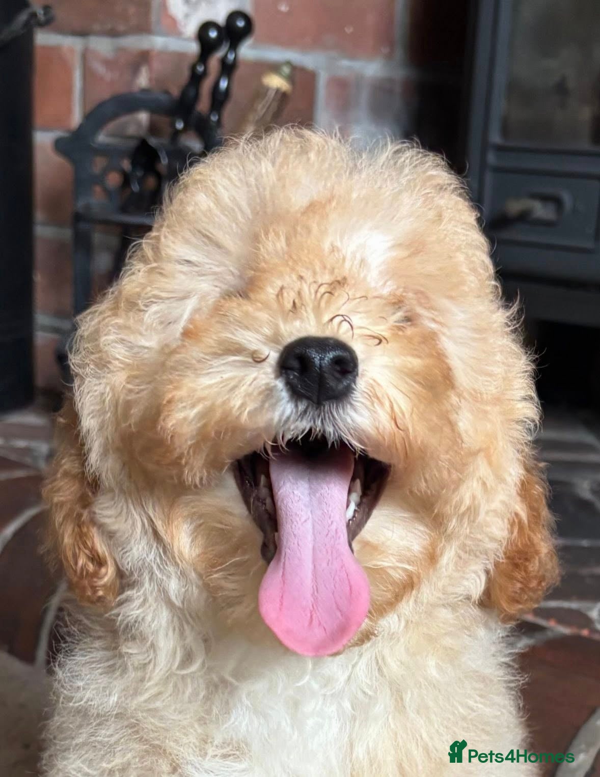 Cavapoo dogs for sale: Bambi Doodle Bug - F1b Teddy Bear Cavapoo Girl  - Advert 4