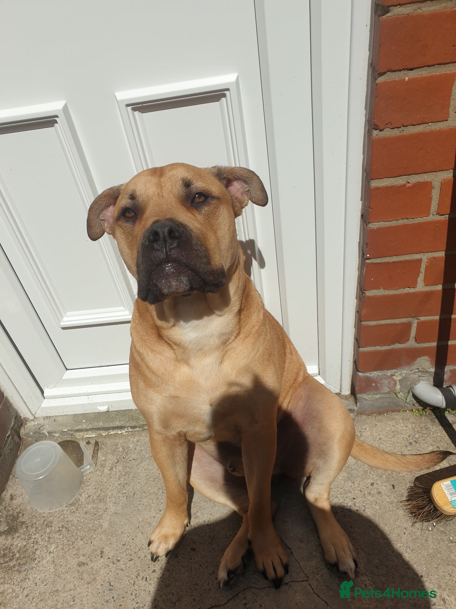 American Bully dogs Marley looking for his forever home - Advert 2