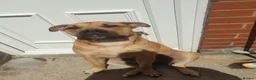 American Bully dogs for sale: Marley looking for his forever home - Advert 1