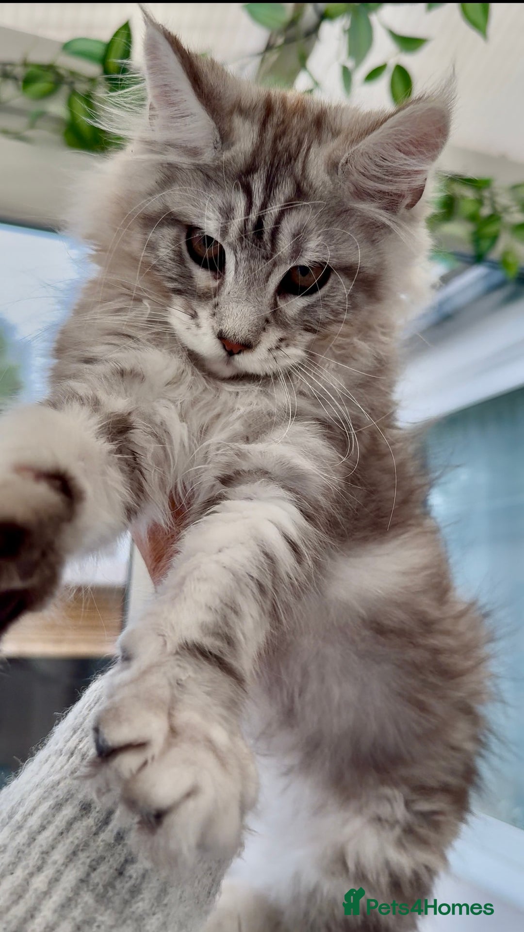 Maine Coon cats for sale: Outstanding pedigree kittens ready to leave - Image 27