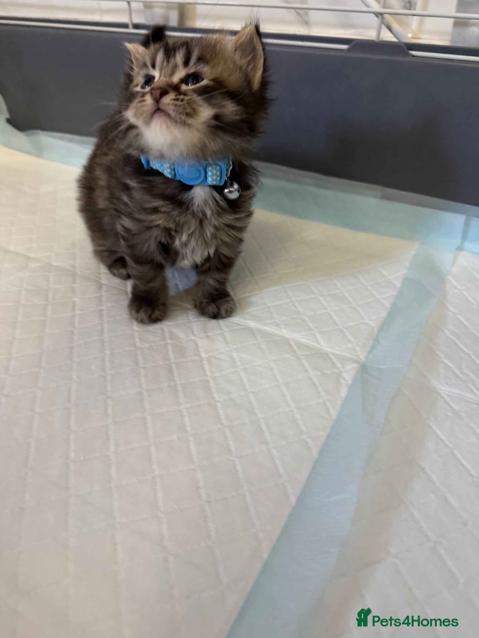 LaPerm cats LaPerm Kittens Ready for Reservation😍 - Advert 1