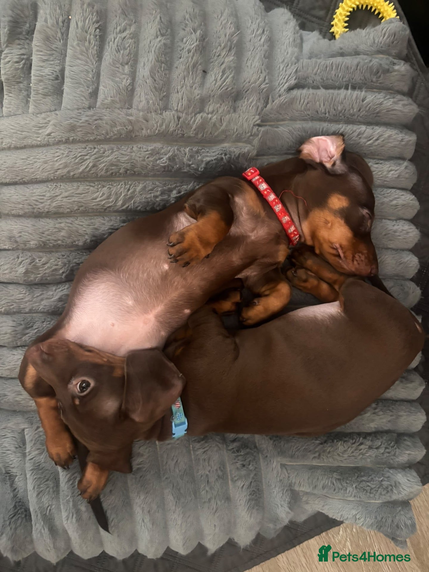Dachshund dogs Miniature dachshunds pups - Advert 14