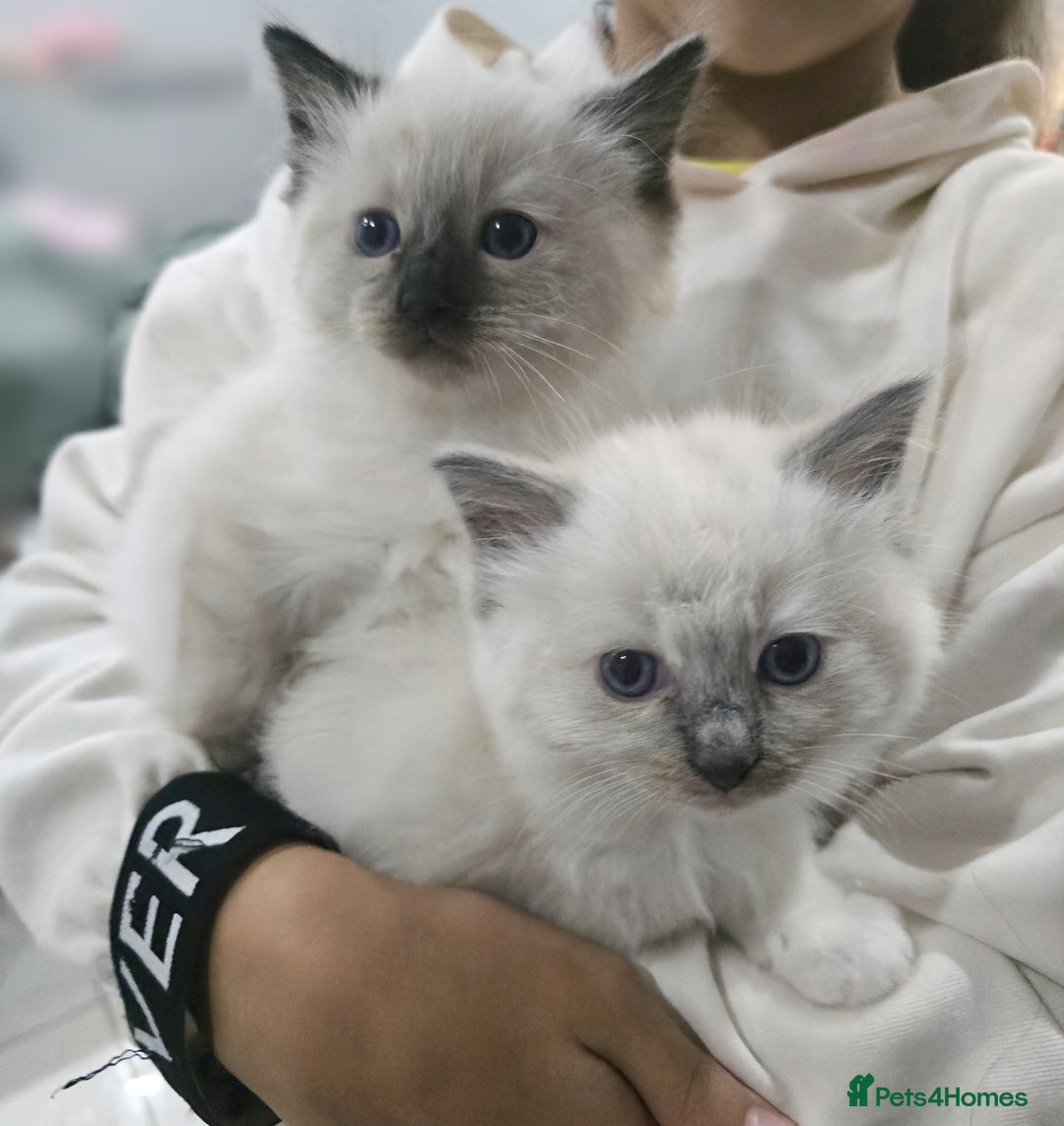 Ragdoll cats for sale: Last boy available  - Advert 1