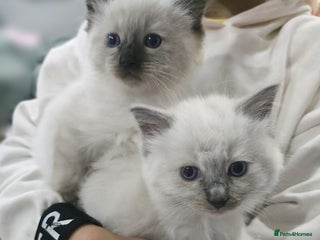 Ragdoll cats Last boy available - Advert 3
