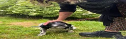 English Setter dogs for adoption: Mora  in New Romney - Advert 8