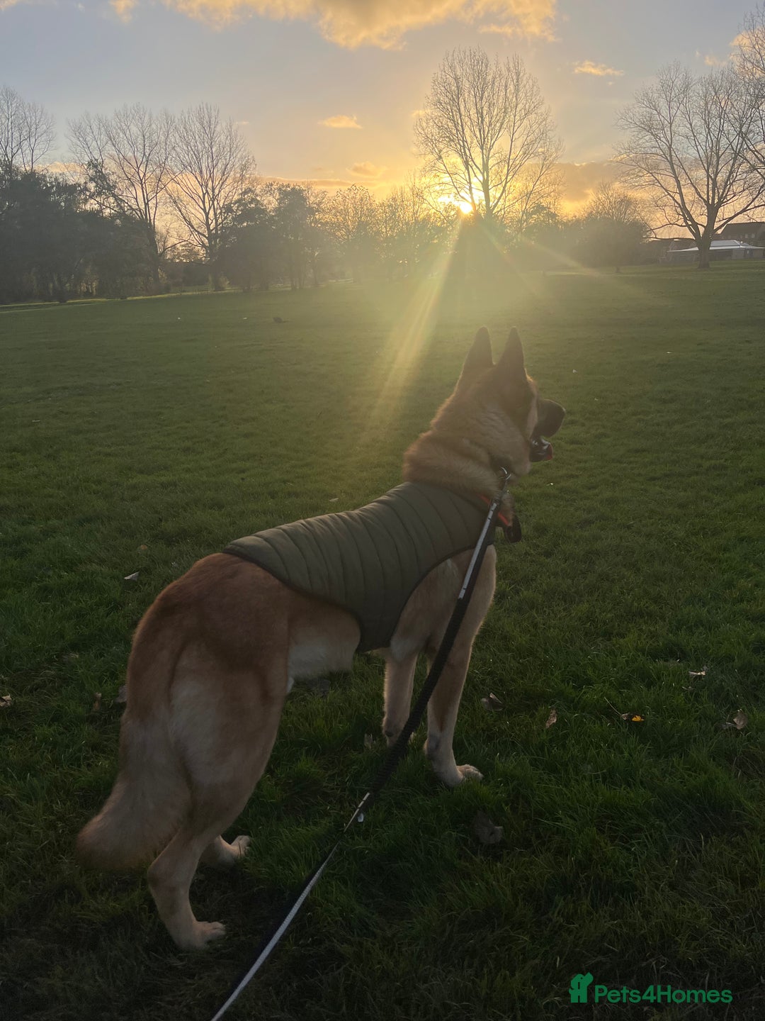 Mixed Breed dogs for sale: Blitz - Advert 13