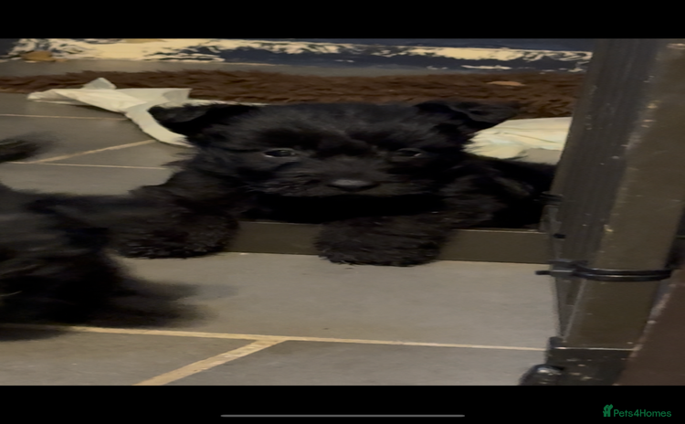 Scottish Terrier dogs - Advert 1
