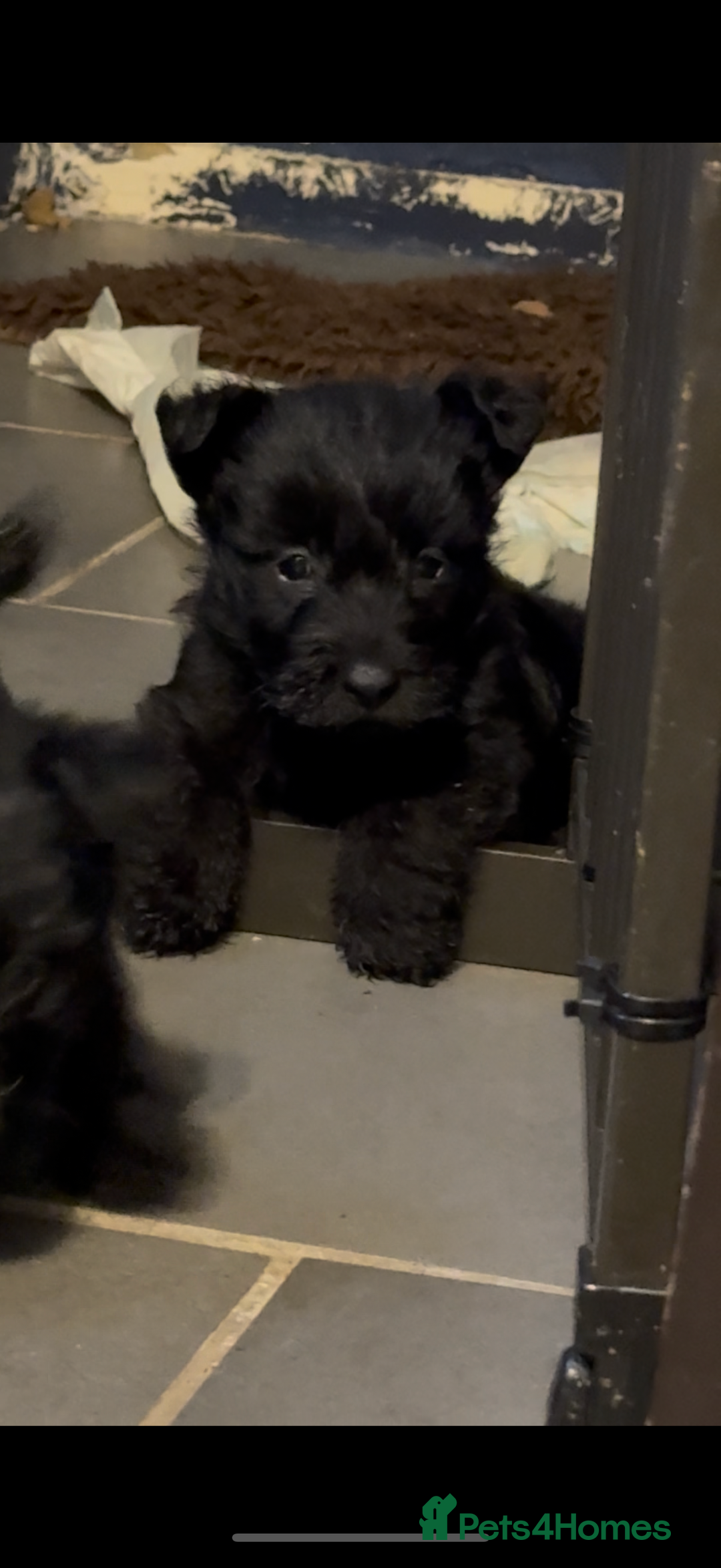 Scottish Terrier dogs for sale: Gorgeous Scottish terrier puppies - Image 1