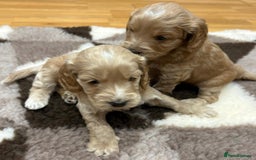 Cockapoo dogs for sale: F1 Miniature Cockapoo puppies  - Image 10