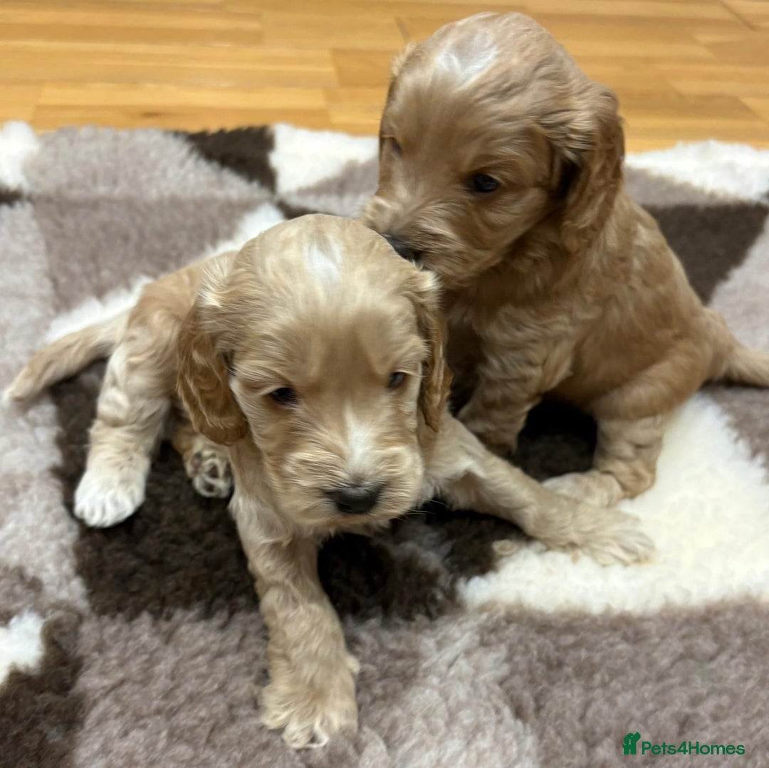 Cockapoo dogs for sale: F1 Miniature Cockapoo puppies  - Image 10