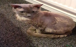 Devon Rex cats for sale: Devon rex - Advert 4
