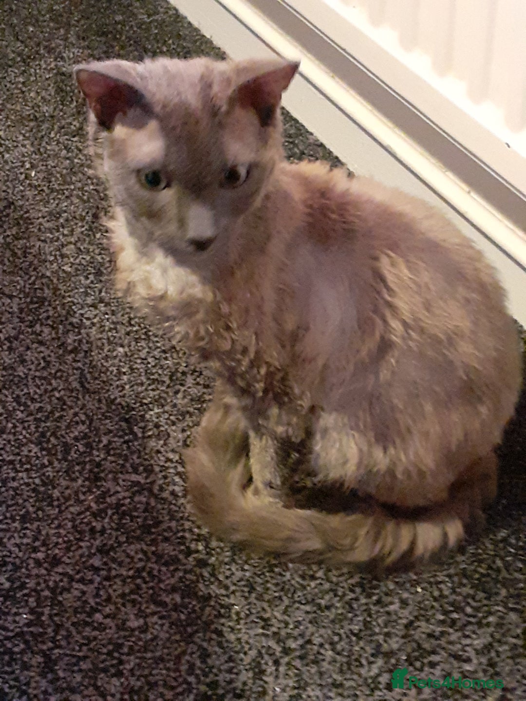 Devon Rex cats for sale: Devon rex - Advert 4