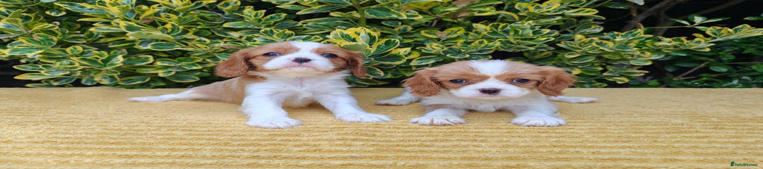 Cavalier King Charles Spaniel Puppy 6