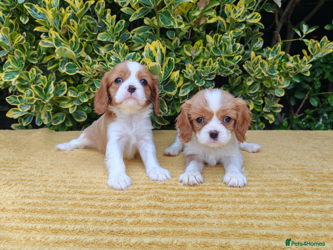 Cavalier King Charles Spaniel dogs for sale: KC Beautiful Cavalier King Charles puppies - Image 6