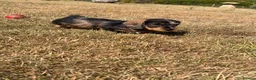 Miniature Dachshund dogs for sale: Male miniature wire haired dachschund puppy in Chipping Norton - Advert 4