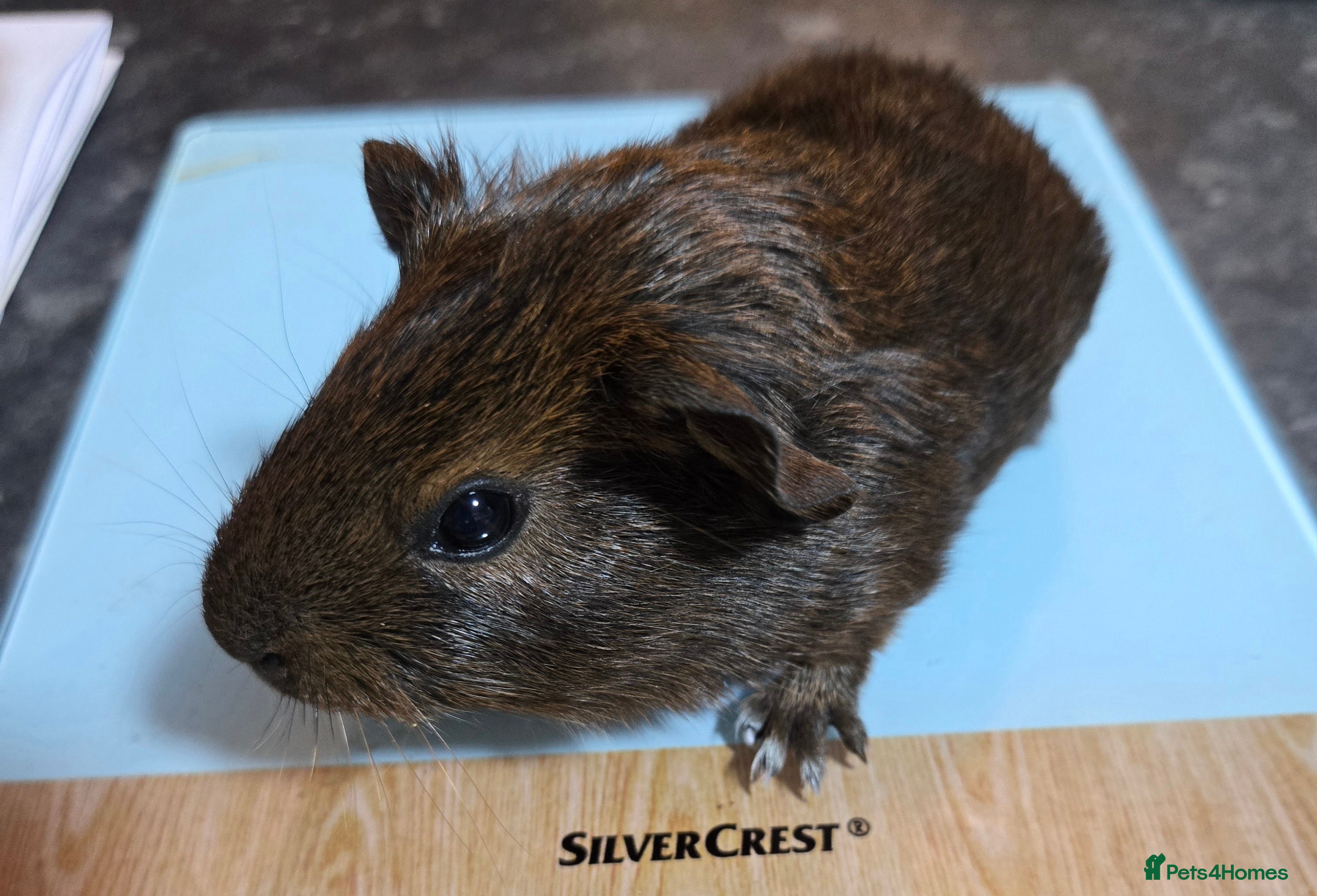 Guinea Pig rodents 4 beautiful dutch cross boys - Advert 2