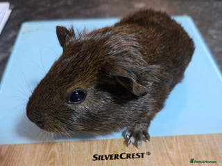 Guinea Pig rodents 4 beautiful dutch cross boys - Advert 17