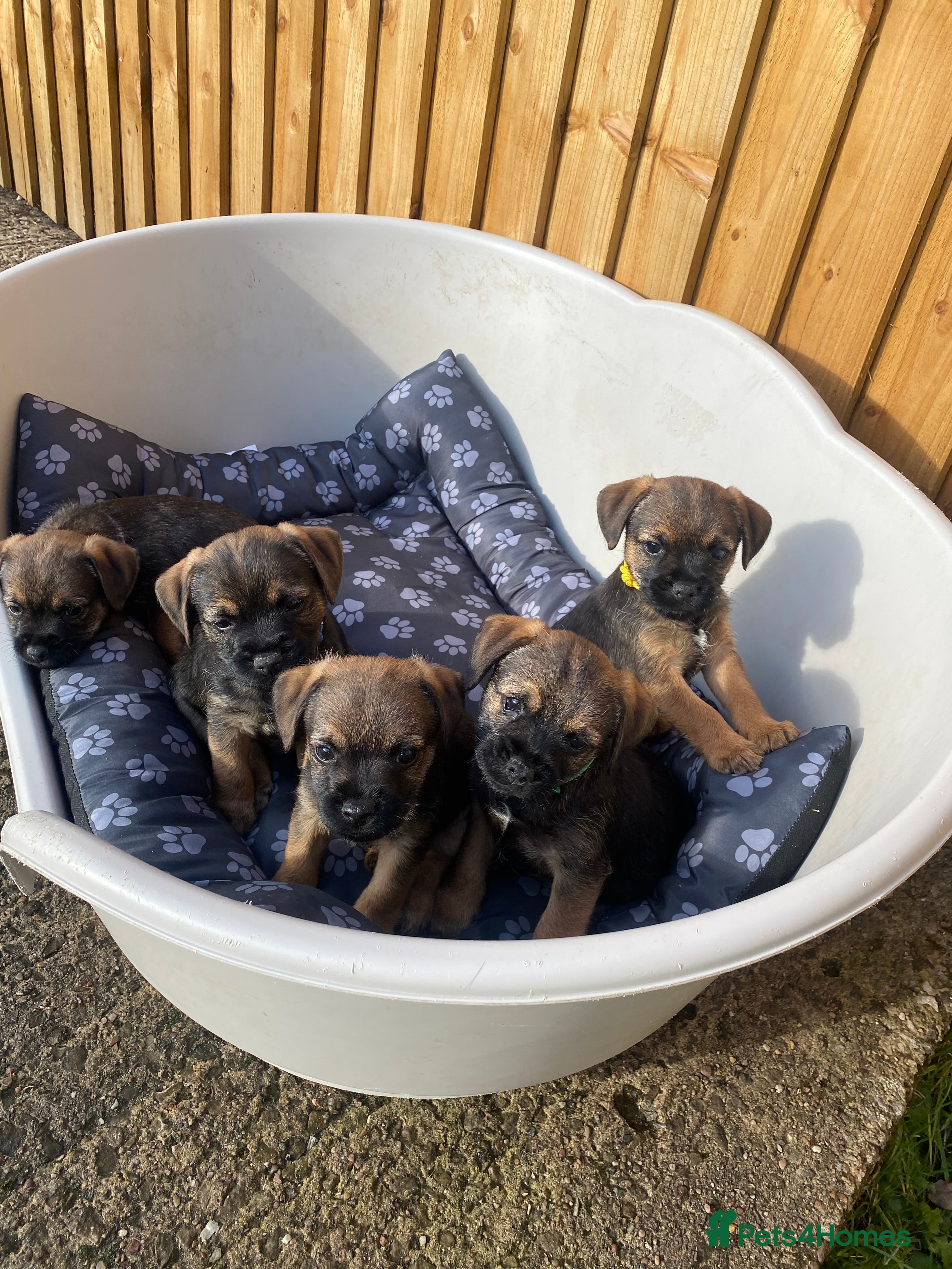 Border Terrier dogs ⭐️BORDER TERRIER PUPPIES  - Advert 1