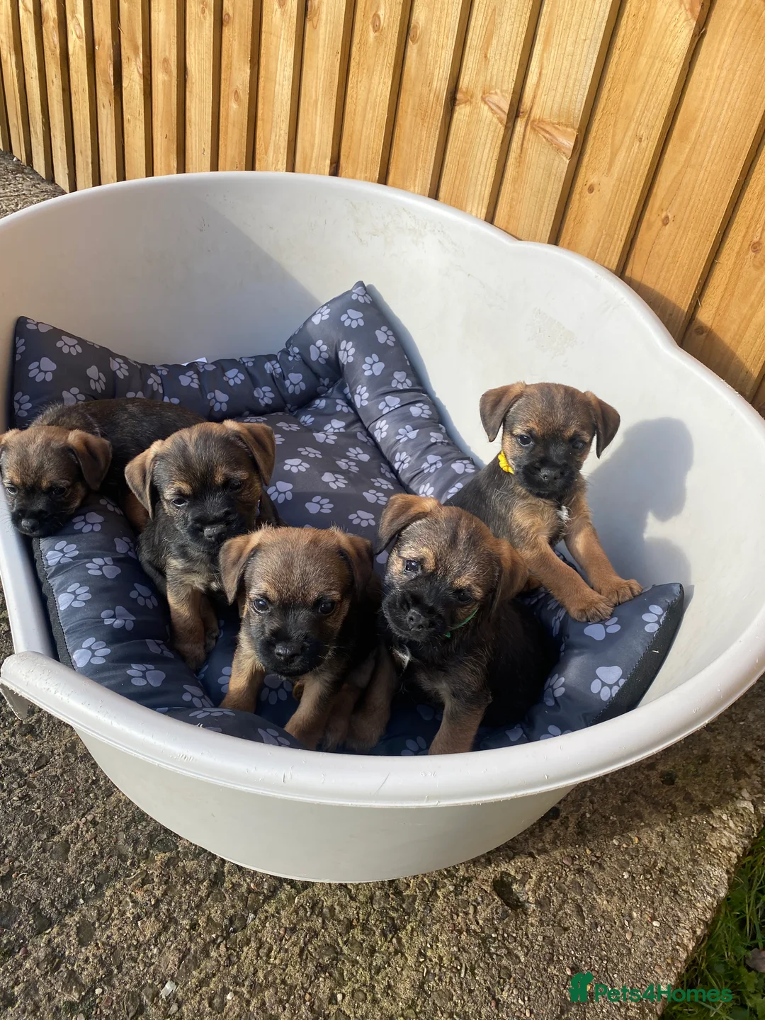 Border Terrier dogs for sale: ⭐️BORDER TERRIER PUPPIES  - Advert 1