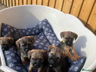 Border Terrier dogs ⭐️BORDER TERRIER PUPPIES - Advert 1