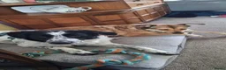 Mixed Breed dogs for adoption: Meet Bella, currently residing in Dunstable  in Dunstable - Advert 6