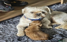 Shih Tzu dogs for sale: Shih tzu puppies  - Image 2