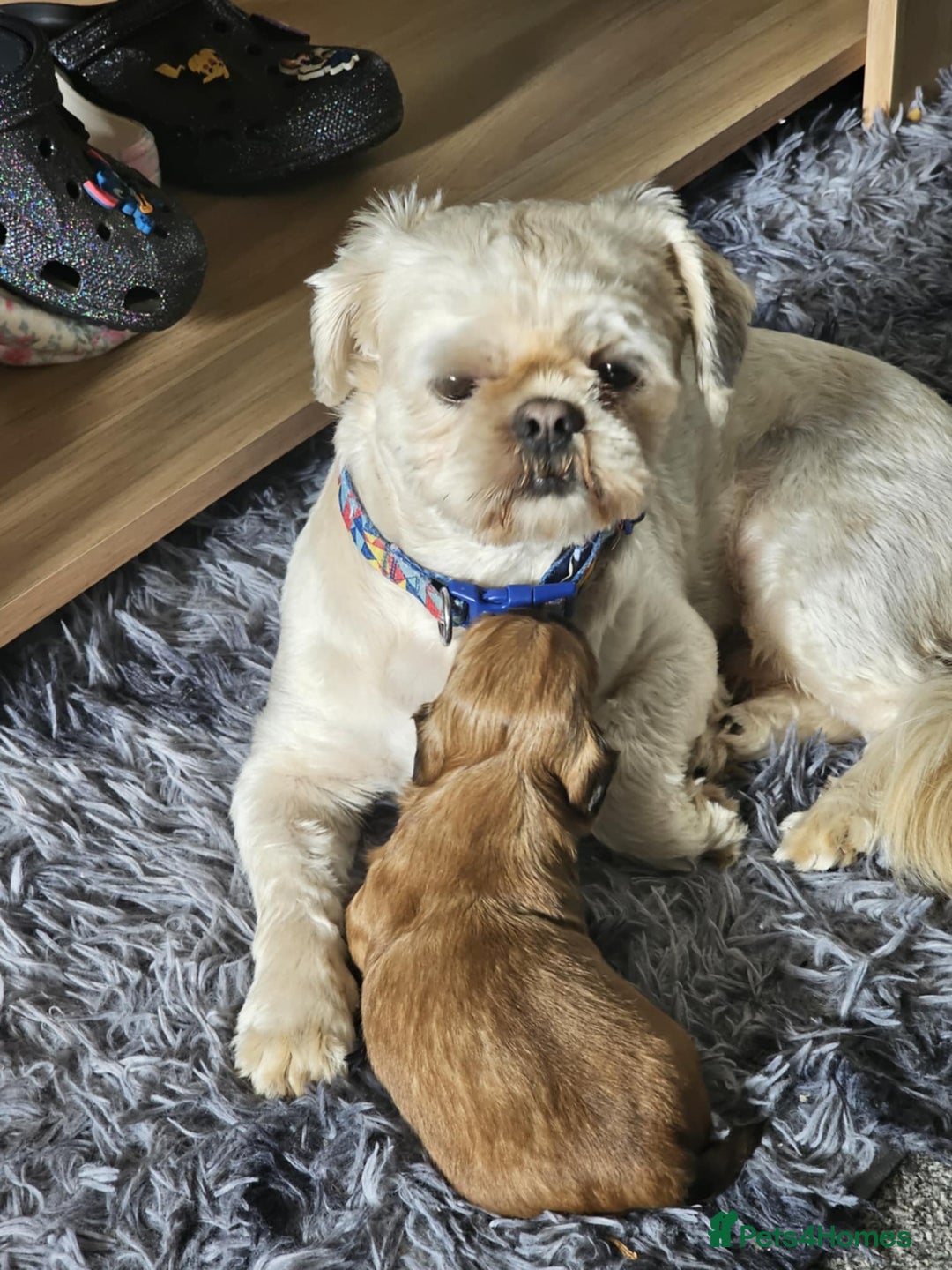 Shih Tzu dogs for sale: Shih tzu puppies  - Image 2