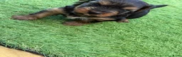 Yorkshire Terrier dogs for sale: Yorkshire Terrier  in Colchester - Advert 30