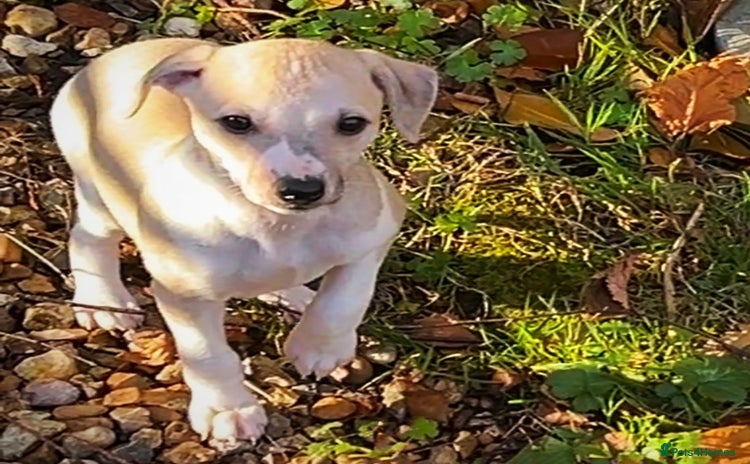 Whippet dogs Top quality bitch - Advert 2