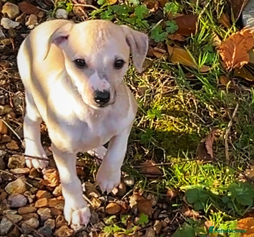 Whippet dogs for sale: Top quality bitch - Advert 1