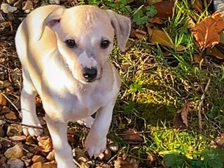 Whippet dogs Top quality bitch - Advert 2