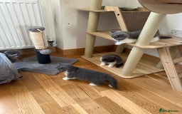 British Shorthair cats for sale: 4 Bicolour British Shorthair boys looking new home - Image 6