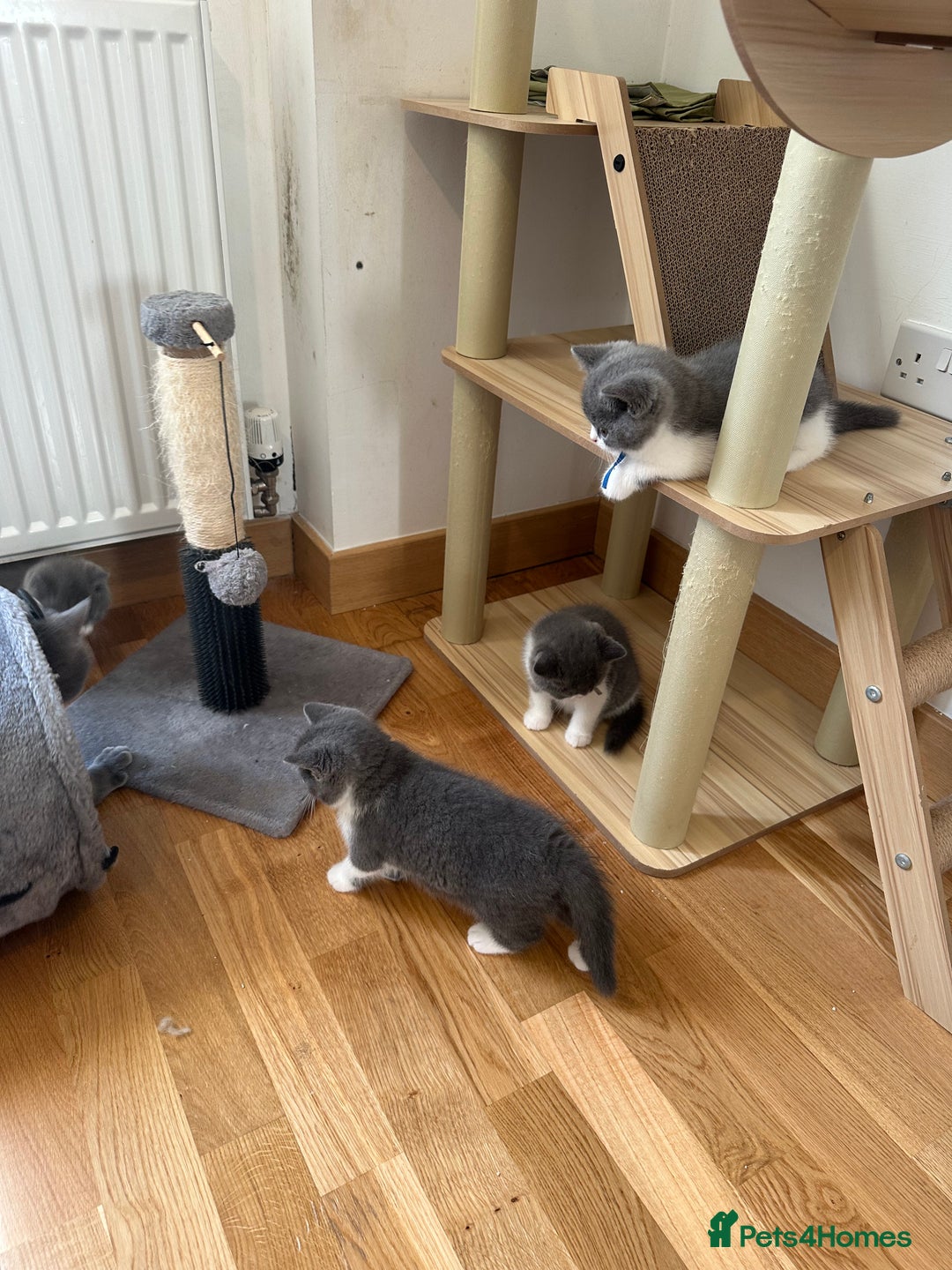British Shorthair cats for sale: 4 Bicolour British Shorthair boys looking new home - Image 6
