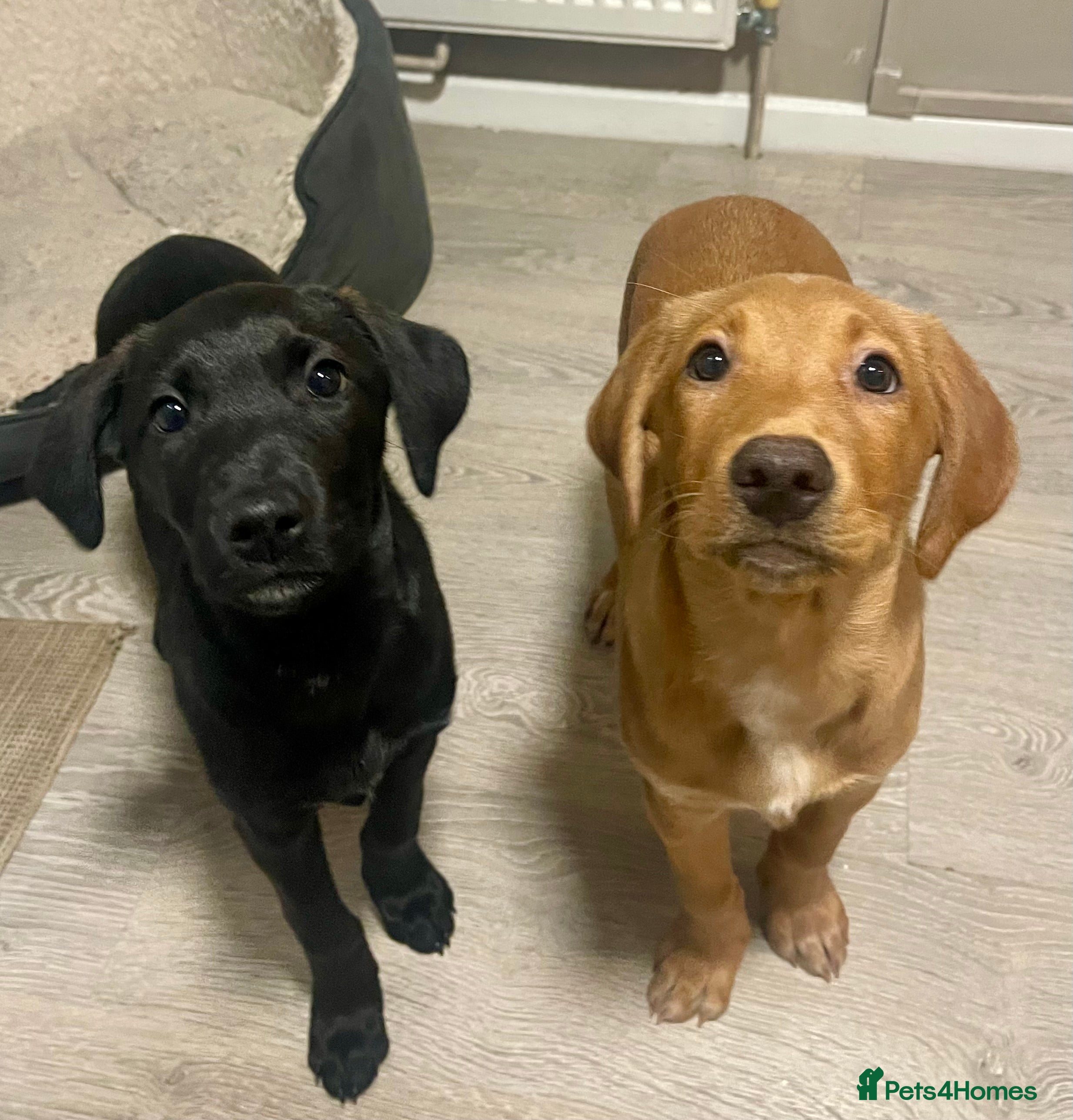 Mixed Breed dogs 2 Females Left 🐾 Lab Retriever / Podenco puppies  - Advert 5