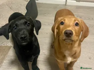 Mixed Breed dogs 2 Females Left 🐾 Lab Retriever / Podenco puppies - Advert 5