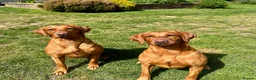 Labrador Retriever dogs for sale: EXCEPTIONAL KC reg DARK FOX RED LAB PUPS DUE  - Advert 19
